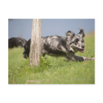 Pyrenean Shepherd goes round the pole Postcard