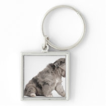 Pyrenean Shepherd puppy (4 weeks) yawning Key Chain