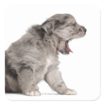 Pyrenean Shepherd puppy (4 weeks) yawning Sticker