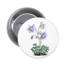 Pyrenees Columbine - Aquilegia pyrenaica Button