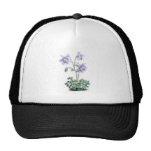 Pyrenees Columbine - Aquilegia pyrenaica Hat