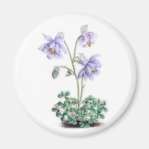 Pyrenees Columbine - Aquilegia pyrenaica Magnets