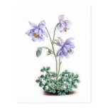 Pyrenees Columbine - Aquilegia pyrenaica Post Card