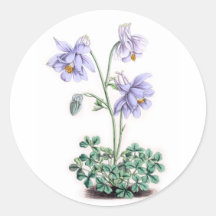 Pyrenees Columbine - Aquilegia pyrenaica Round Stickers