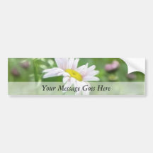 Pyrethrum Daisies -  Tanacetum coccineum Bumper Stickers