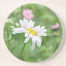 Pyrethrum Daisies -  Tanacetum coccineum Coaster