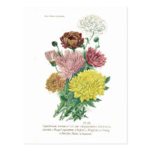 Pyrethrum sinense (Chrysanthemum) Postcard