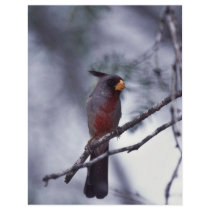 Pyrrhuloxia Flyer