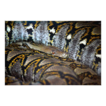 Python photo