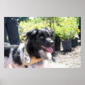 QC Animal Welfare Adoptable Dog 1 - 1 posters