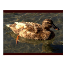 quack postcards