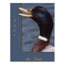 Quack up post cards