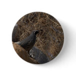 Quail Bird In The Desert buttons