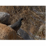 Quail Bird In The Desert photo sculptures