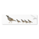 Quail Family Bumper Sticker bumper stickers