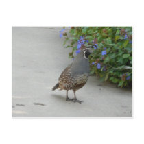 quail postcards