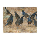 Quail Postcard