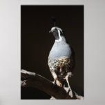 QUAIL posters