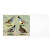 Quail Quartet Photo Greeting Card