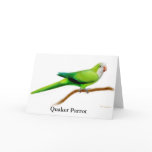 Quaker Parrot Greeting Card