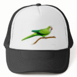 Quaker Parrot Hat
