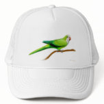 Quaker Parrot Hat