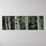 Quaking Aspen, Grand Teton National Park posters