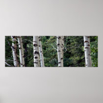 Quaking Aspen, Grand Teton National Park Print