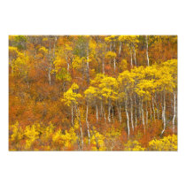 Quaking aspen grove in peak autumn colour in 2