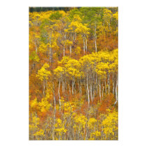 Quaking aspen grove in peak autumn colour in