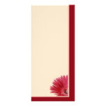 Quarter Daisy rack cards
