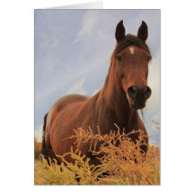 Quarter Horse Card