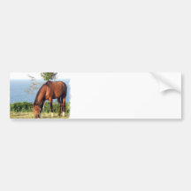 Quarter Horse Photo Bumper Sticker