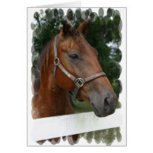 Quarter Horse Photo Greeting Card