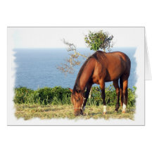 Quarter Horse Photo Greeting Card