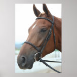 Quarter Horse Poster posters