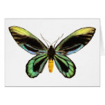 Queen Alexandra's Birdwing cards