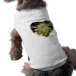 Queen Anne twilight pet clothing