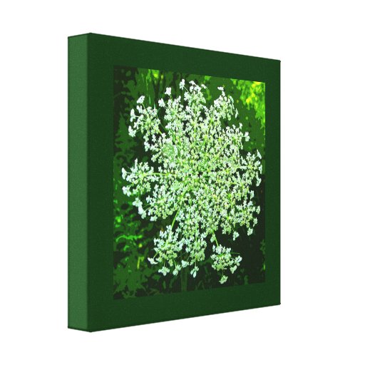 Queen Anne's Lace Canvas Prints