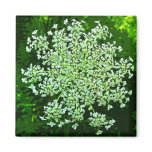 Queen Anne's Lace magnets
