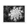 Queen Anne's Lace Number 1 Post Card