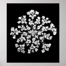 Queen Anne's Lace Poster