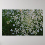 Queen Anne's Lace Posters