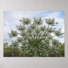 Queen Anne's Lace Posters