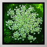 Queen Anne's Lace posters