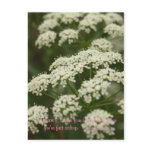 Queen Anne's Lace- Stamp postcards