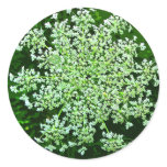 Queen Anne's Lace stickers