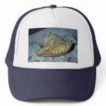 Queen conch (Strombus gigas) Shell hats