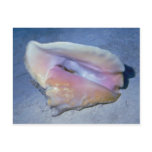 Queen conch (Strombus gigas) Shell Post Cards