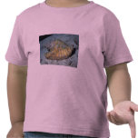 Queen conch (Strombus gigas) Shell Tshirt